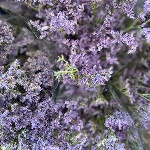 Meet your Posher, Kynnleigh